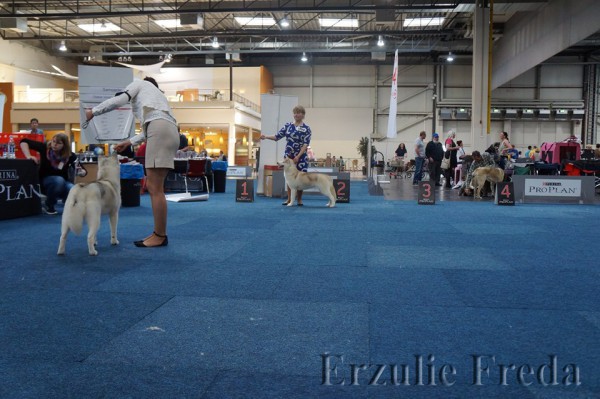 Интернациональная выставка собак Europasieger 