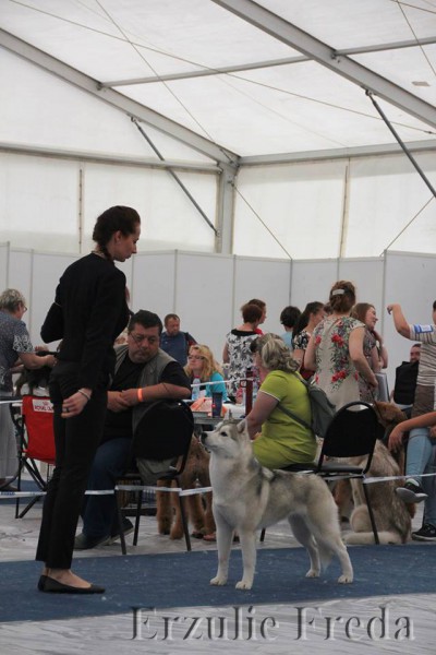 Монопородная выставка северных ездовых собак