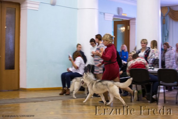Всероссийская Выставка Собак  КК"ВИТА"