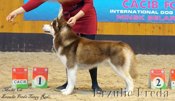 Интернациональная выставка собак  Беларусь