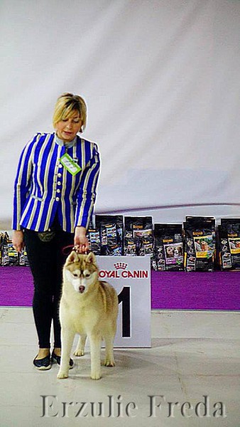 всероссийская выставка собак