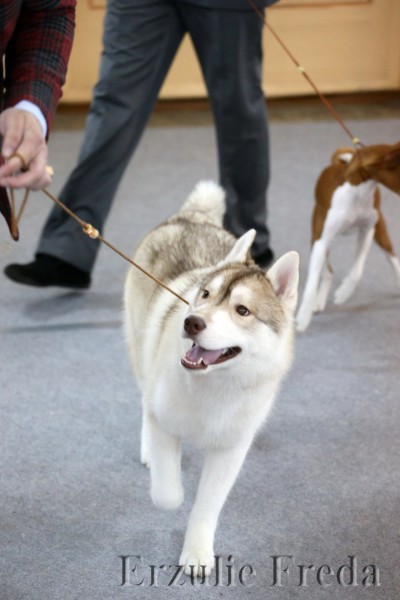 Всероссийская выставка собак