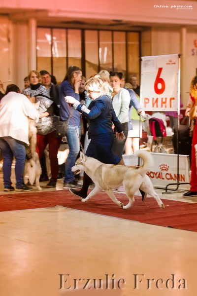Региональная выставка собак