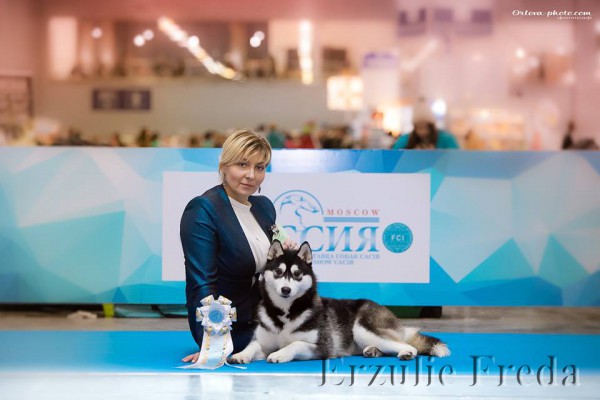 Интернациональная выставка собак 'Россия -2018'