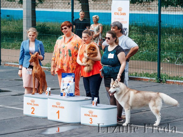 Выставка собак всех пород ранга САС КЧФ