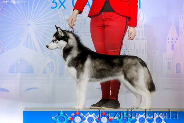 Интернациональная выставка собак "Россия-3"