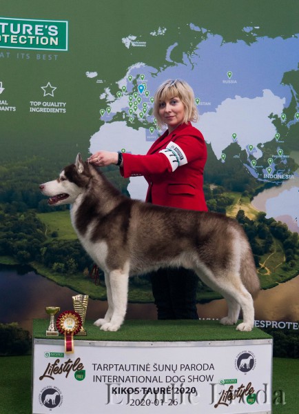 Интернациональная выставка собак Литва