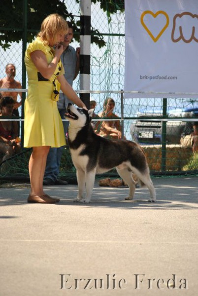 Международная выставка собак в Черногории (1) 