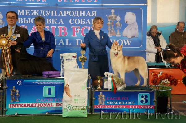 Выставка собак всех пород в Минске CACIB-1