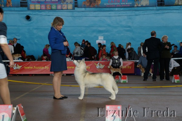 Выставка собак всех пород в Минске CACIB-2