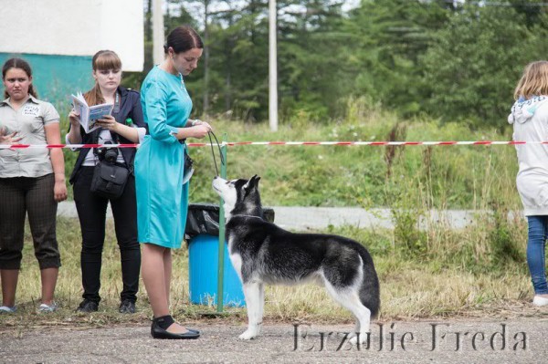 Всепородная выставка собак "Сахалин Элита" г.Южно-Сахалинск