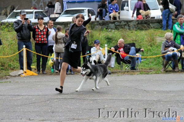 Всепородная выставка собак "Осень Сахалина",  ранг ЧФ (ЧРФЛС) г.Южно-Сахалинск