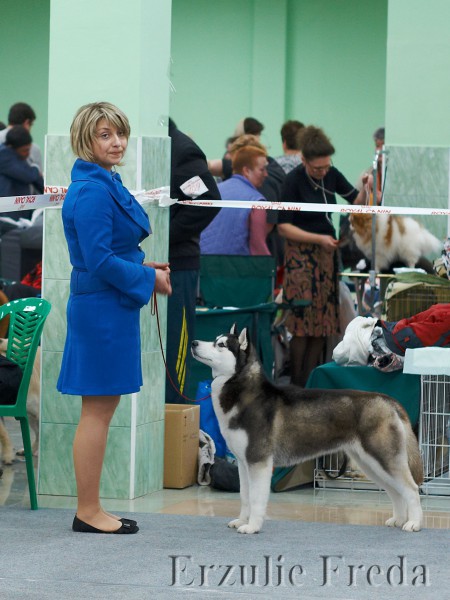 Международная всепородная выставка собак (CACIB) в г. Белгород