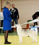 Всероссийская выставка собак г. Тула
