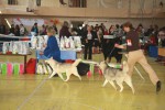 Всероссийская выставка собак г. Тула