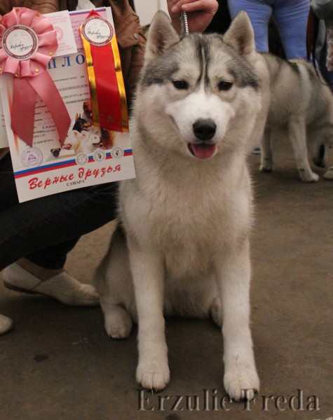 Всероссийская выставка собак г. Самара