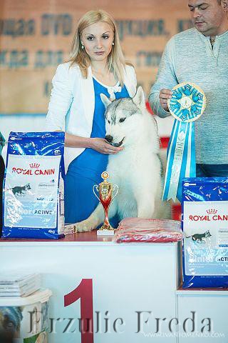 Всероссийская выставка собак г.Краснодар