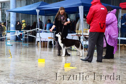 Республиканская всепородная выставка собак г. Минск