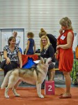 World Club Show For Sled Dog Breed Budapest