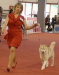 World Club Show For Sled Dog Breed Budapest