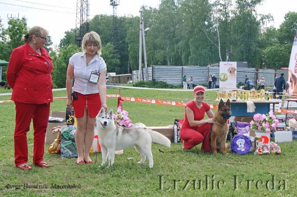Региональная всепородная выставка собак г.Тула