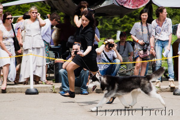 Региональная выставка собак ранга ЧРКФ г.Южно-Сахалинск