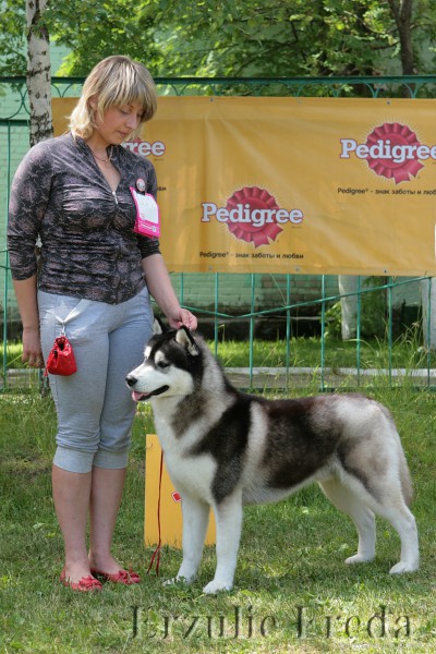 Интернациональная выставка собак всех пород "Смоленская Крепость 2013" г.Смоленск