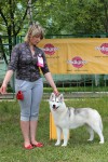 Интернациональная выставка собак всех пород "Смоленская Крепость 2013" г.Смоленск