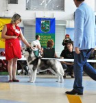 Интернациональная выставка собак FCI-CACIB "Полтава-2013" г.Полтава