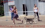 Региональная всепородная выставка собак  г.Армавир