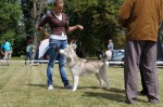 Региональная всепородная выставка собак г.Жодино 