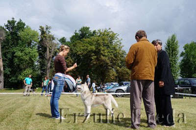Региональная всепородная выставка собак г. Жодино