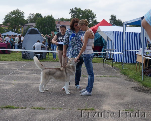 Региональная всепородная выставка собак г.Молодечно