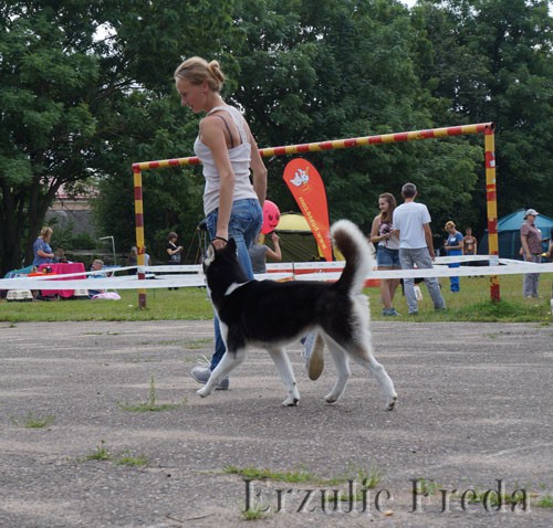Республиканская всепородная выставка собак г.Молодечно