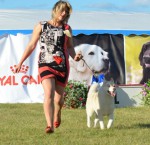 Международная всепородная выставка собак г.Друскининкай (Литва) 