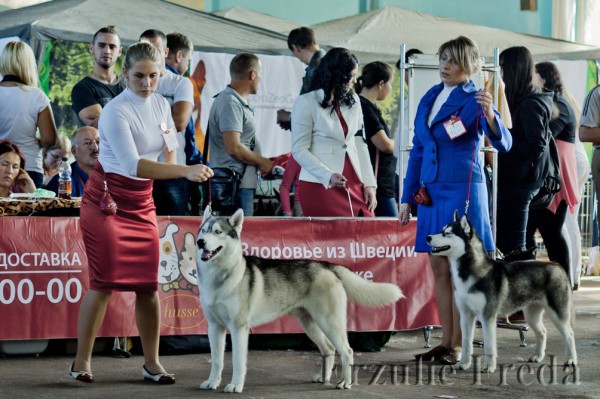 Международная выставка собак CACIB "AUTUMN - 2013" г.Минск (Белоруссь) 