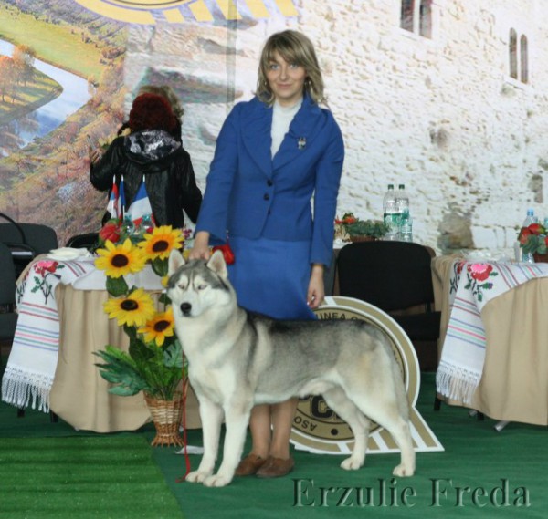 Интернациональная выставка собак CACIB МОЛДОВА г.Кишинев