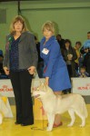 Интернациональная выставка собак (CACIB) г.Воронеж