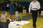 Интернациональная выставка собак (CACIB) г.Воронеж