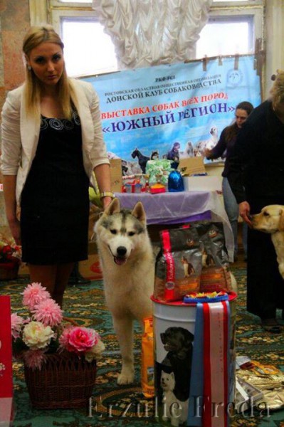Всепородная выставка собак г. Ростов на Дону