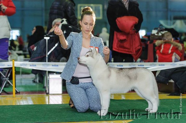 Всепородная выставка собак г.Иркутск
