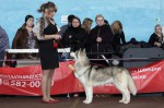 Международная выставка собак "CUP OF BELARUS" г.Минск