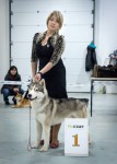 Всероссийская всепородная выставка собак г.Москва