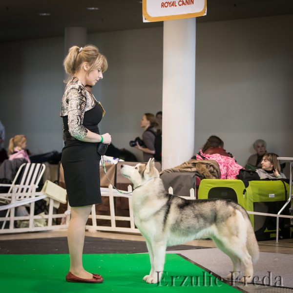 Международная выставка собак 2 х CACIB г.Вильнюс (Литва)
