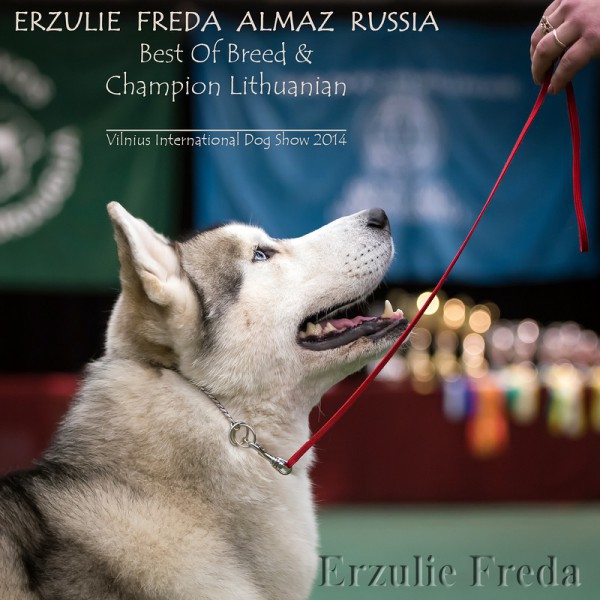 Международная выставка собак 2хCACIB г. Вильнюс (Литва)