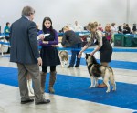 Интернациональная выставка собак "Евразия-1" г. Москва