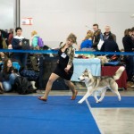 Интернациональная выставка собак "Евразия-1" г. Москва