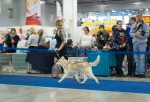 Интернациональная выставка собак "Евразия-2" г. Москва