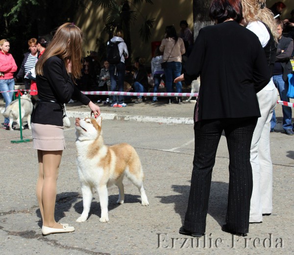Выставка собак всех пород " Олимпийский калейдоскоп - 2014"  г.Сочи