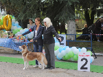 Выставка собак всех пород " Олимпийский калейдоскоп - 2014"  г.Сочи